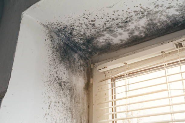 Trusted Black Mold Removal service in Jackson, KY - Cheap Mold Removal